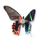 Red Butterfly and Green Moth Shadow Box