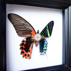 Red Butterfly and Green Moth Shadow Box