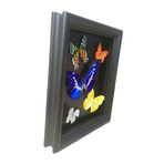 Morpho Helena Butterfly Collage Shadow Box