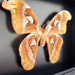 Atlas Moth Shadow Box
