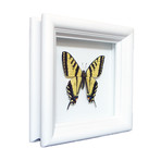 Yellow Tiger U.S. Native Butterfly Shadow Box