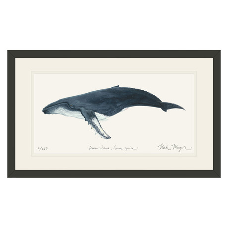 Humpback Whale // Black Wood Frame // X-Large