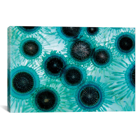 Blue Button (Porpita Porpita), A Floating Hydroid That Feeds // VWPics