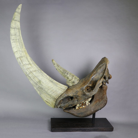 Fossilized Woolly Rhino Skull