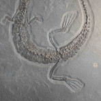 Fossilized Crocodile Skeleton