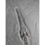 Fossilized Crocodile Skeleton