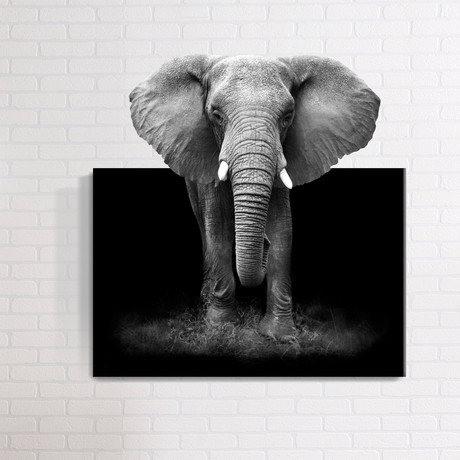 3D Elephant // Mostic 3D Wrapped Canvas + Decal