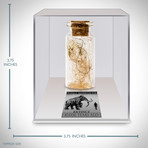 Woolly Mammoth Authentic Hair/Fur // Museum Display (Hair Vial Only)