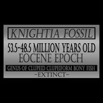 Knightia Fish Authentic Fossil // Museum Display (Fossil Only)