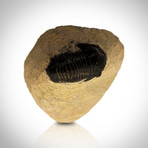 Trilobite Authentic Fossil // Museum Display (Trilobite Only)