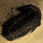 Trilobite Authentic Fossil // Museum Display (Trilobite Only)