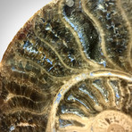 Giant Ammonite Shell Authentic Fossil 66 Million Years Old // Museum Display (Ammonite Only)