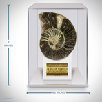 Giant Ammonite Shell Authentic Fossil 66 Million Years Old // Museum Display (Ammonite Only)