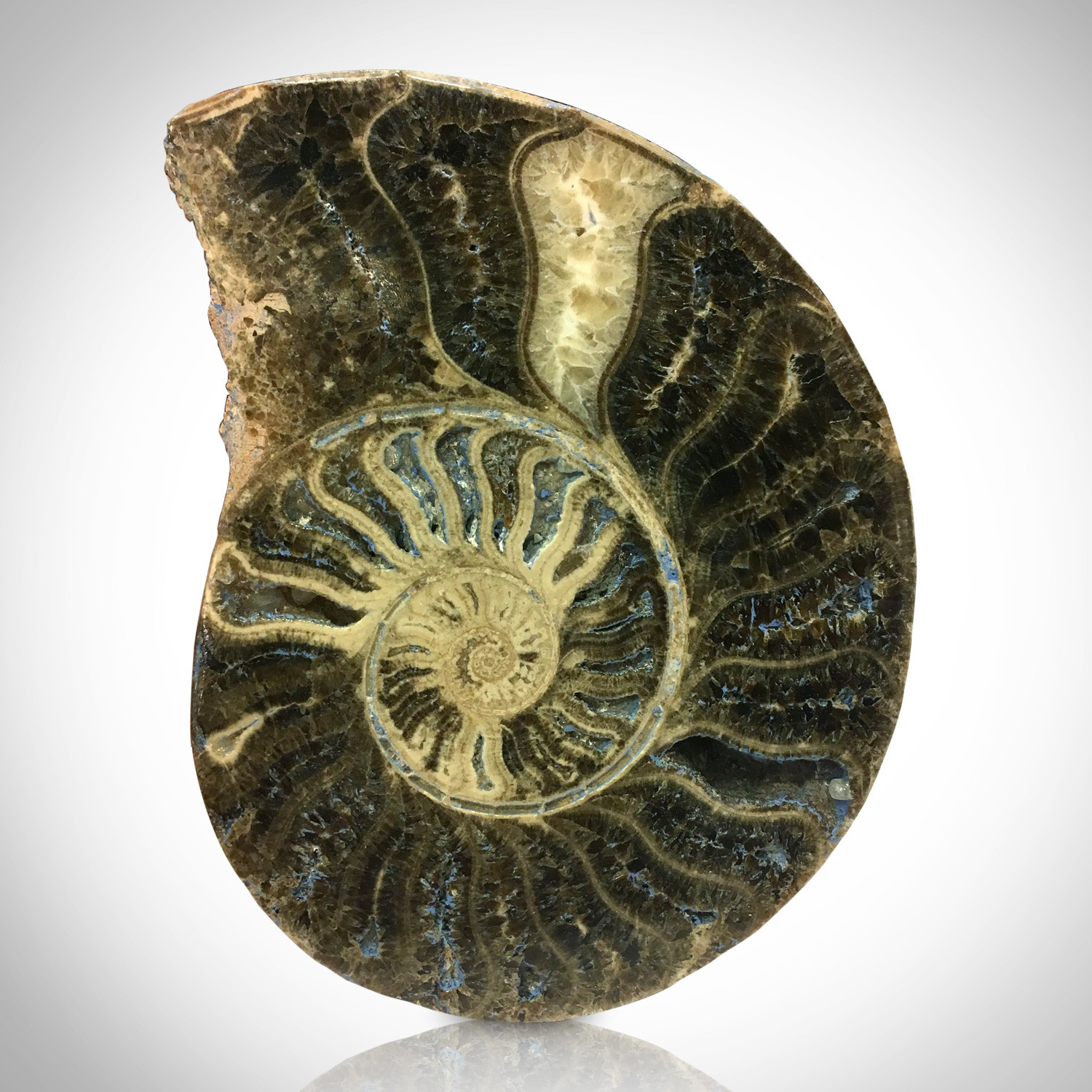 Giant Ammonite Shell Authentic Fossil 66 Million Years Old // Museum ...