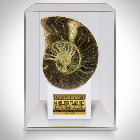 Giant Ammonite Shell Authentic Fossil 66 Million Years Old // Museum Display (Ammonite Only)