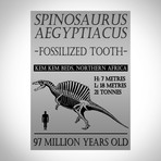 Spinosaurus Authentic 2-4'' Huge Tooth // Museum Display (Tooth Only)