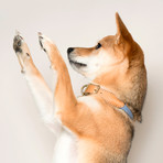 We Are Tight // Collar // Purple Fiction (Small)