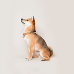 We Are Tight // Collar // Purple Fiction (Small)