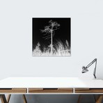Weathered Trees II // Andreas Stridsberg (18"W x 18"H x 0.75"D)