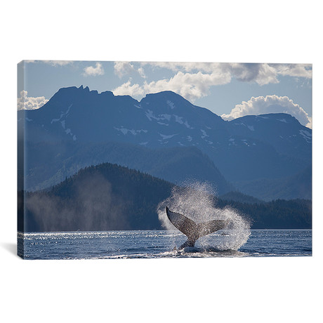 Humpback Whale`s Tail, Chatham Strait, Alaska, USA // Paul Souders (18"W x 26"H x 0.75"D)