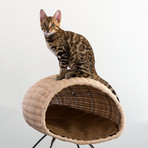 BACO // Cat House (Giglio Cushion: Grey)