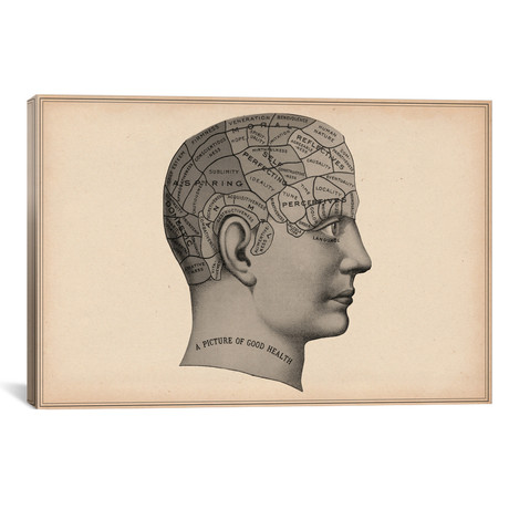 Phrenology Human Head // Unknown Artist (26"W x 18"H x 0.75"D)