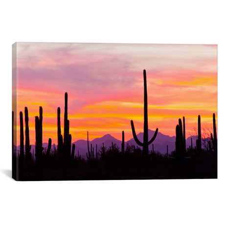 Saguaro Cacti At Sunset I, Saguaro National Park, Sonoran Desert // Cathy + Gordon Illg (26"W x 18"H x 0.75"D)