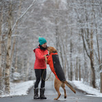 Aegis All-Weather Dog Jacket // Gray (XX Small)