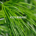 Hinoco Wood Diffuser + Koyamaki Oil