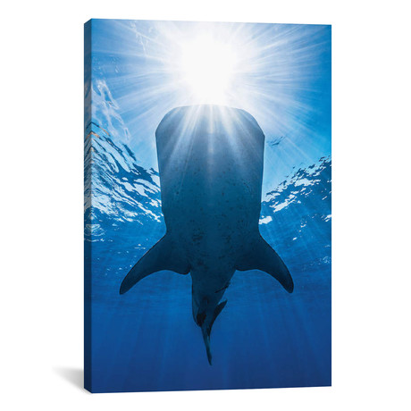 Whale Shark And Sun // Barathieu Gabriel (18"W x 26"H x 0.75"D)