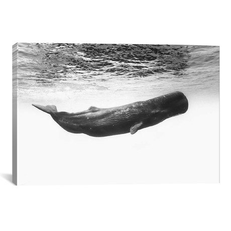 Sperm Whale // Barathieu Gabriel