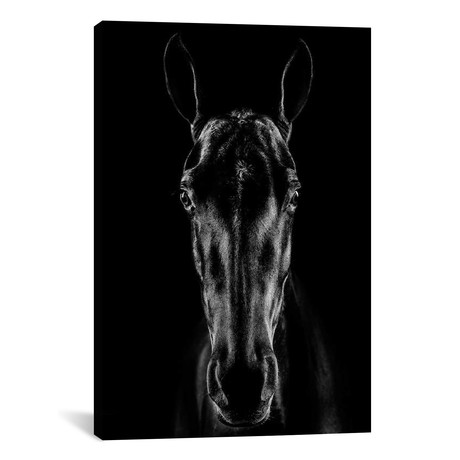 The Horse In Noir // Jackson Carvalho