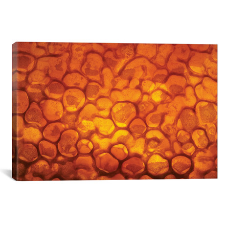 Honeycomb Cells Filled With Honey And Covered By Wax // Heidi & Hans-Juergen Koch (26"W x 18"H x 0.75"D)