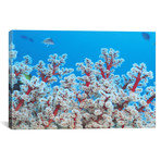 Red + White Gorgonian Coral // Unknown Artist (26"W x 18"H x 0.75"D)