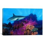 Caribbean Reef Shark + Soft Corals // Panoramic Images (26"W x 18"H x 0.75"D)