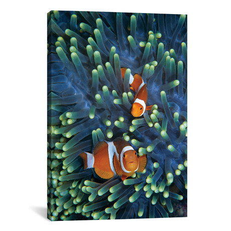 Clown Anemonefish Pair In Sea Anemone Tentacles, Celebes Sea // Hiroya Minakuchi