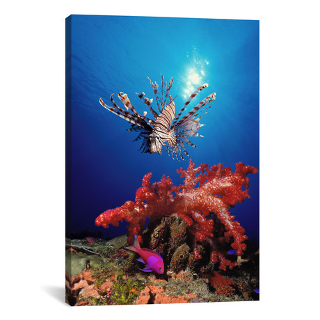 Lionfish + Squarespot Anthias // Panoramic Images (18"W x 26"H x 0.75"D)