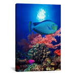 Vlamings Unicornfish + Squarespot Anthias // Panoramic Images (18"W x 26"H x 0.75"D)