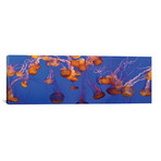 A Bloom of Jellyfish // Panoramic Images (36"W x 12"H x 0.75"D)