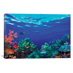 Underwater Coral Reef Community // Panoramic Images (26"W x 18"H x 0.75"D)