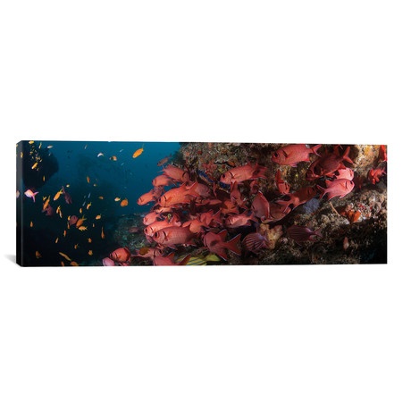 Schooling Blotcheye Soldierfish, Sodwana Bay, KwaZulu-Natal // Panoramic Images (36"W x 12"H x 0.75"D)