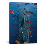 Whale Shark Swimming With Other Tropical Fish, Wolf Island, Galapagos Islands, Ecuador // Pete Oxford (18"W x 26"H x 0.75"D)