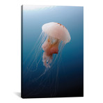 Sea Nettle Jellyfish In Atlantic Ocean I // Karen Doody