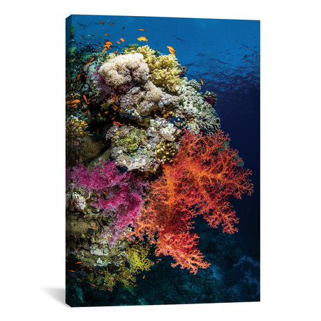 Reef Scene In The Red Sea // Brook Peterson (18"W x 26"H x 0.75"D)