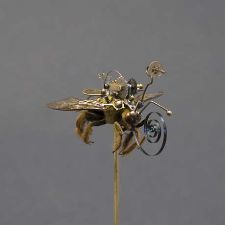 Hymenoptera // Xylocopa Varipuncta