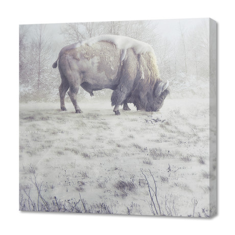 The Midwinter Dearth // Canvas