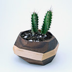 Geometric Cactus Planter (Maple + Walnut)