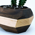 Geometric Cactus Planter (Maple + Walnut)
