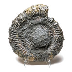 Pyritized Ammonite