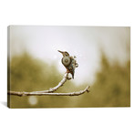Mechanical Hummingbird // Shaun Ryken (26"W x 18"H x 0.75"D)
